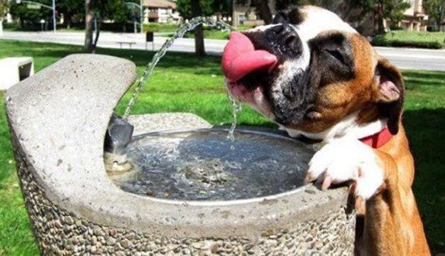 BOLHA DE CALOR: Saiba como cuidar do seu pet em dias muito quentes