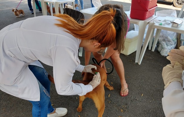 Veja onde vacinar seu pet contra raiva em Goiânia e Aparecida no sábado (17)