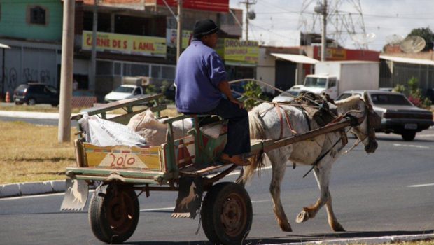 Vereadores aprovam proibição do uso de veículos com tração animal em Goiânia