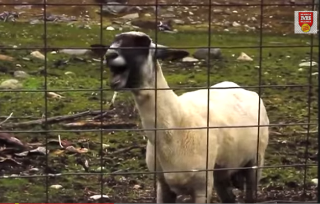 Vídeo mostra cabras "cantando" tema de abertura de Game of Thrones