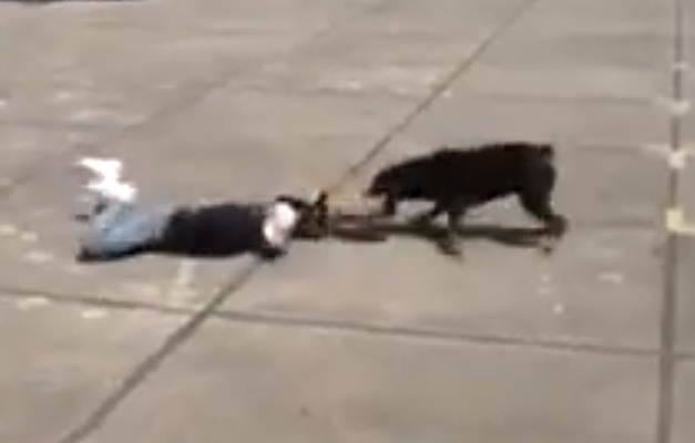 Vídeo mostra cão atacando policial em teste da Olimpíada