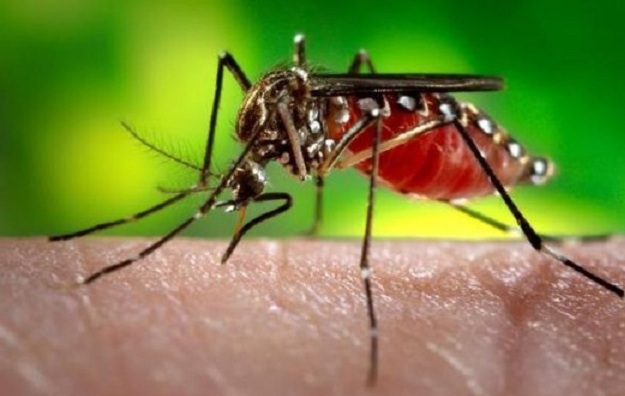 Vírus Zika e microcefalia: tire suas dúvidas