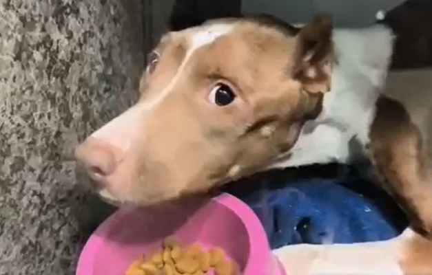 Vítima de maus-tratos, pitbull morre em Aparecida duas semanas após resgate