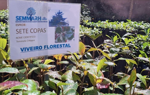 Viveiro de Caldas Novas já entregou 9 mil mudas à população