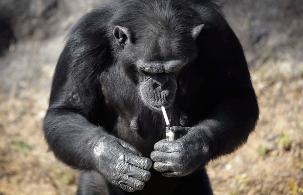 Zoológico da Coreia do Norte usa chimpanzé fumante para atrair visitantes