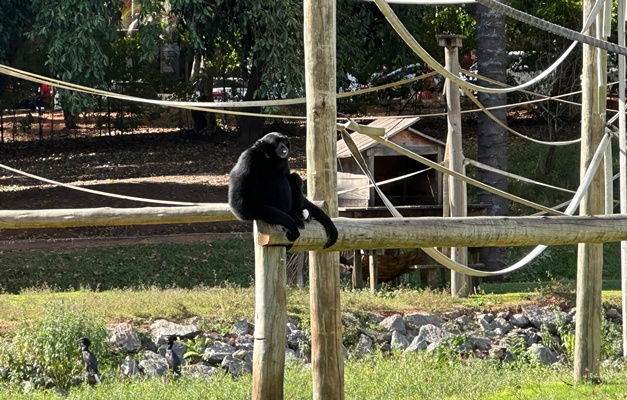 Zoológico de Goiânia abriga o único macaco siamang da América Latina