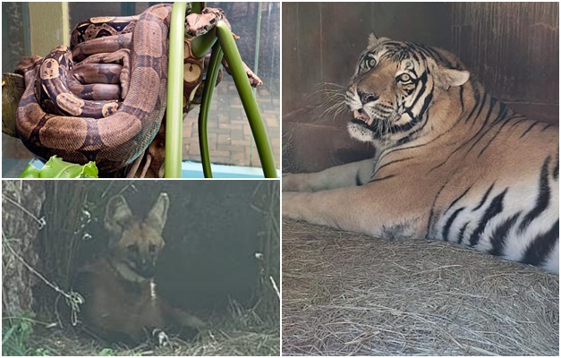 Zoológico de Goiânia adapta dieta dos animais ao clima