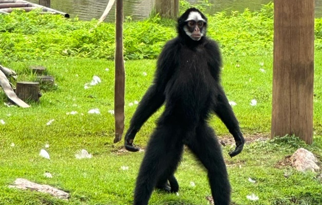 Zoológico de Goiânia destaca diversidade de macacos na Ilha dos Primatas