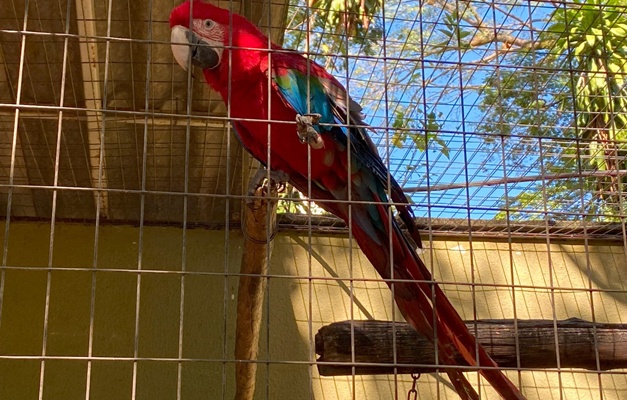 Zoológico de Goiânia promove campanha para escolher nomes dos novos animais