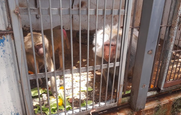 Zoológico de Goiânia recebe dois macacos da espécie babuíno-sagrado