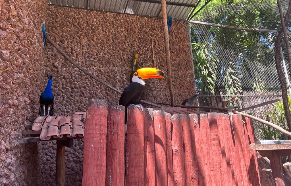 Zoológico de Goiânia recebe quatro tucanos e duas araras 