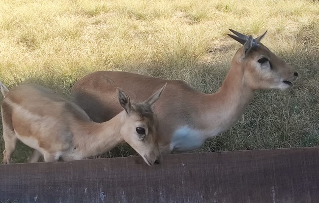 Zoológico de Goiânia recebe três novos moradores