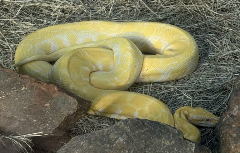 Zoológico de Goiânia tem programação com foco na preservação de serpentes