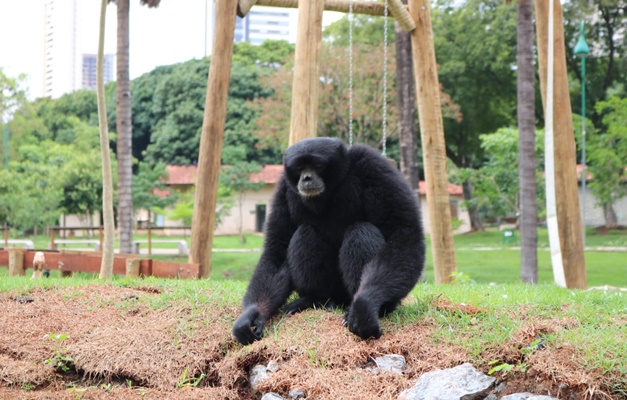 Zoológico de Goiânia terá entrada gratuita neste sábado (21/10)