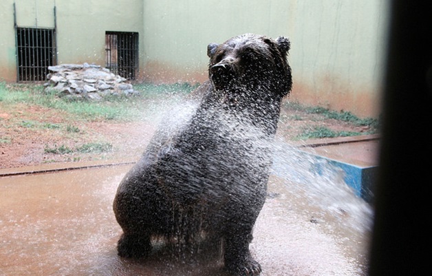 Zoológico de Goiânia vai recorrer contra transferência de urso