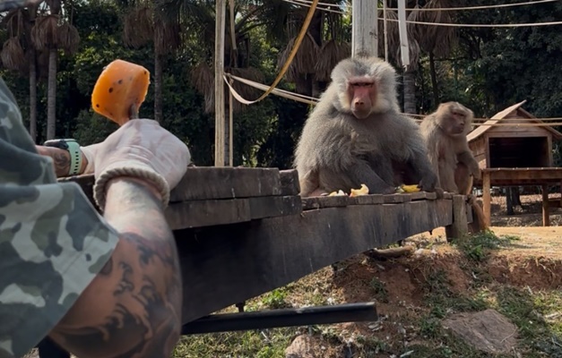 Zoológico intensifica ações de bem-estar animal no período de calor e seca